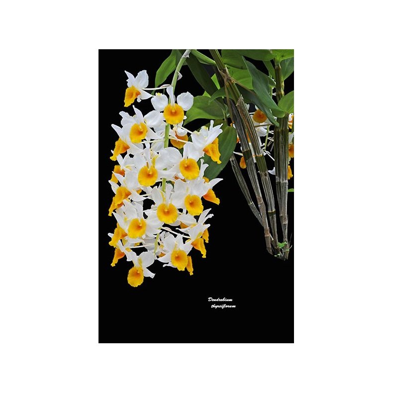Dendrobium thyrsiflorum