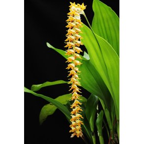 Dendrochilum magnum