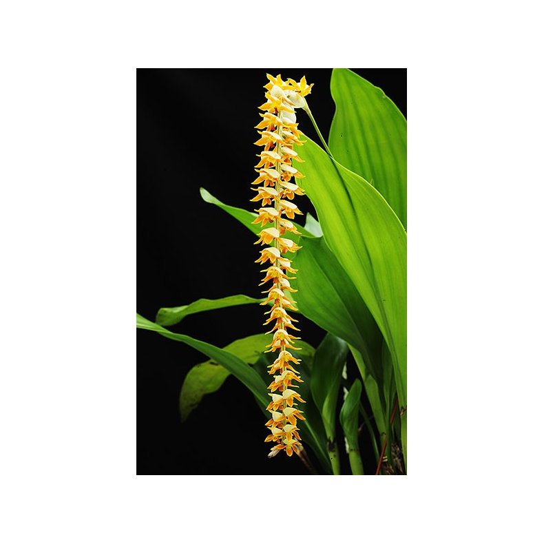 Dendrochillum magnum