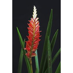 Dendrochilum wenzelii 'Red'