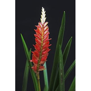 Dendrochilum wenzelii 'Red'