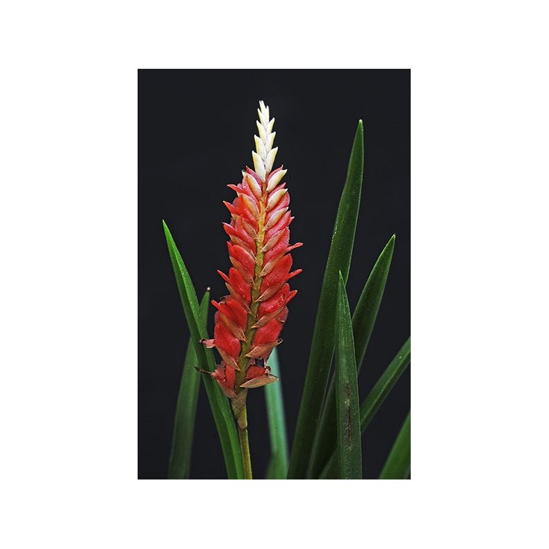 Dendrochillum wenzelii 'Red'