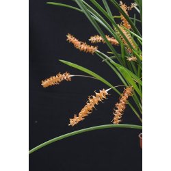 Dendrochilum wenzelii 'Red'