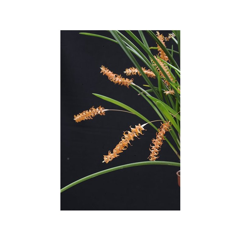 Dendrochilum wenzelii 'Red'