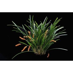 Dendrochilum wenzelii 'Red'