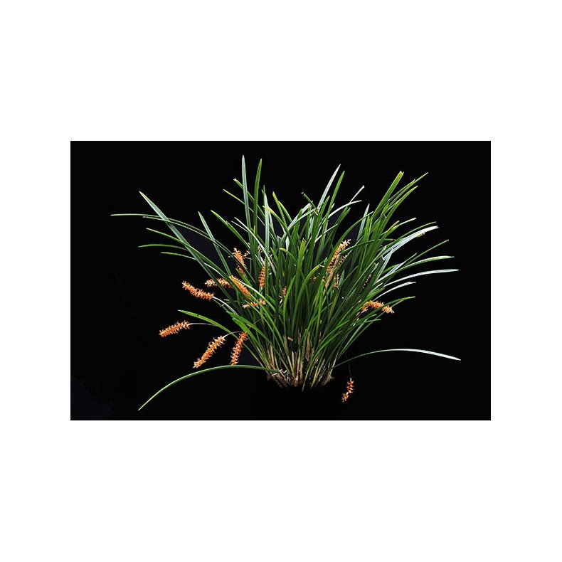 Dendrochilum wenzelii 'Red'