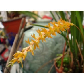 Dendrochilum wenzelii 'Yellow'