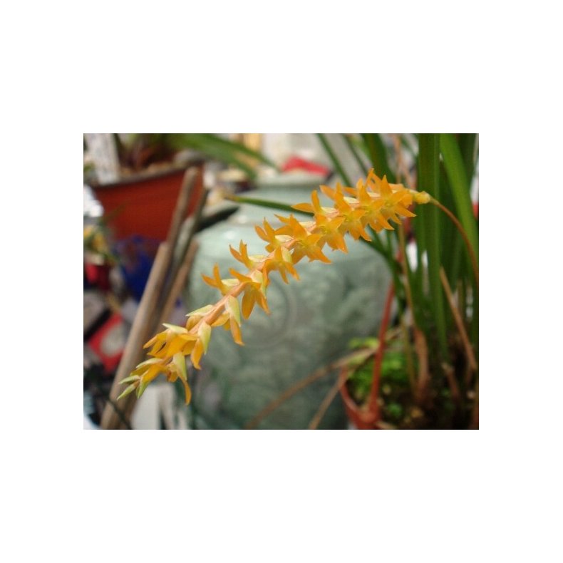 Dendrochillum wenzelii 'Yellow'