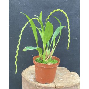 Dendrochilum compactum