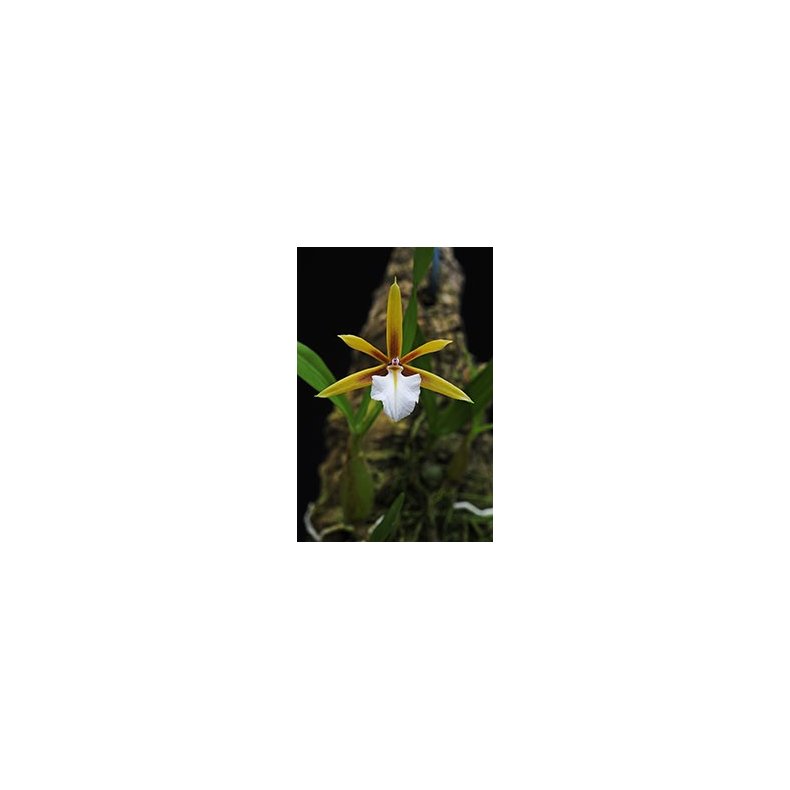 Dinema polybulbon