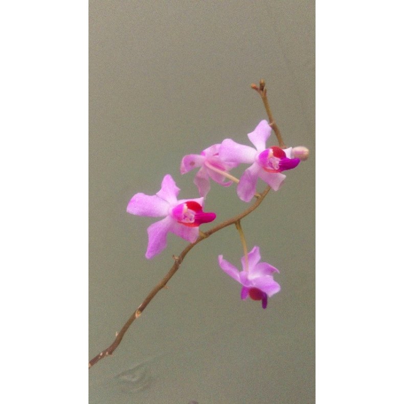 Doritis regnieriana