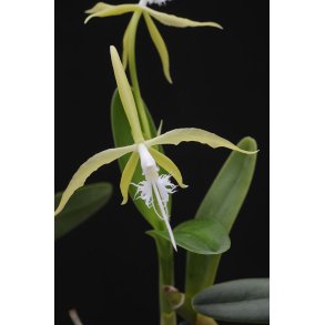 Epidendrum ciliare  Fredensborg, g.m./ D.O.G. TILBUD