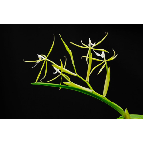 Epidendrum ciliare
