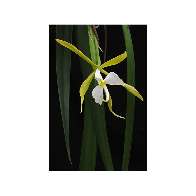 Epidendrum falcatum