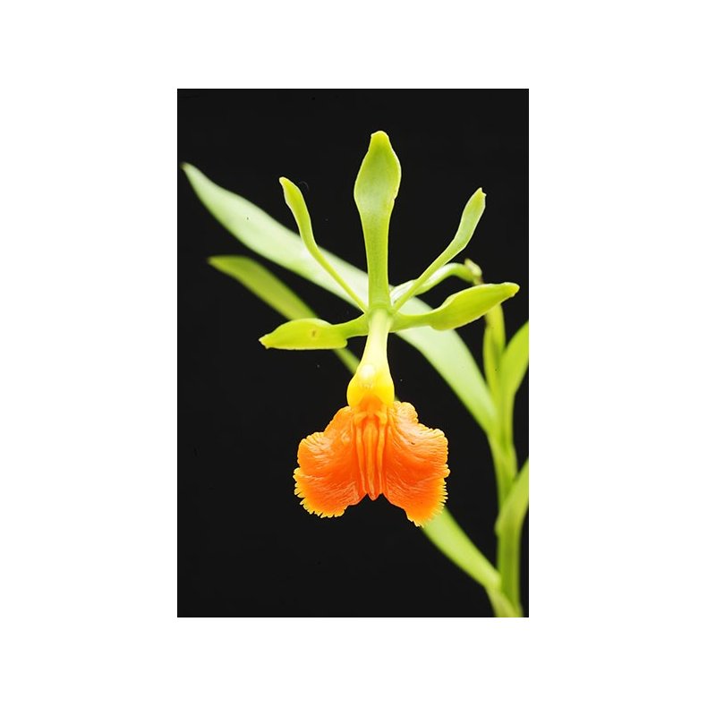 Epidendrum pseudoepidendrum