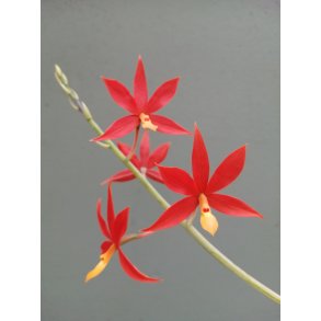 Encyclia/ Epidendrum vitellinum