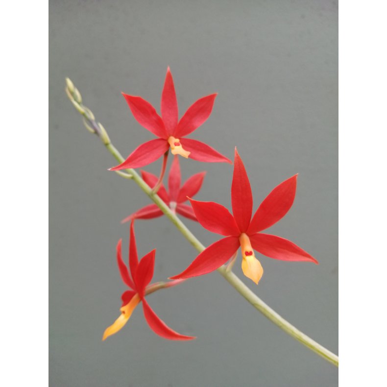Epidendrum vitellina