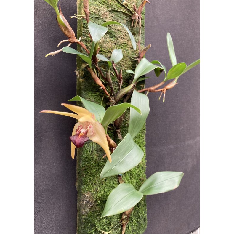 Epigenium amplum