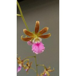 Eulophia euglossa X guinensis