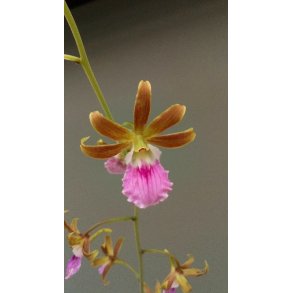 Eulophia euglossa X guinensis