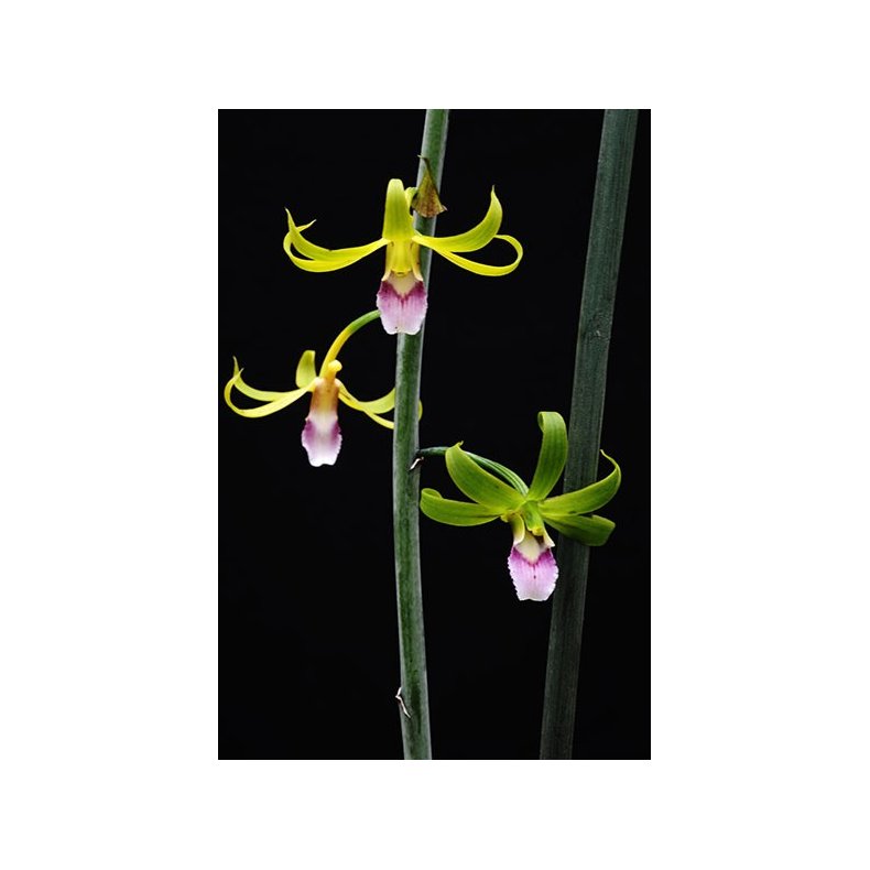 Eulophia euglossa