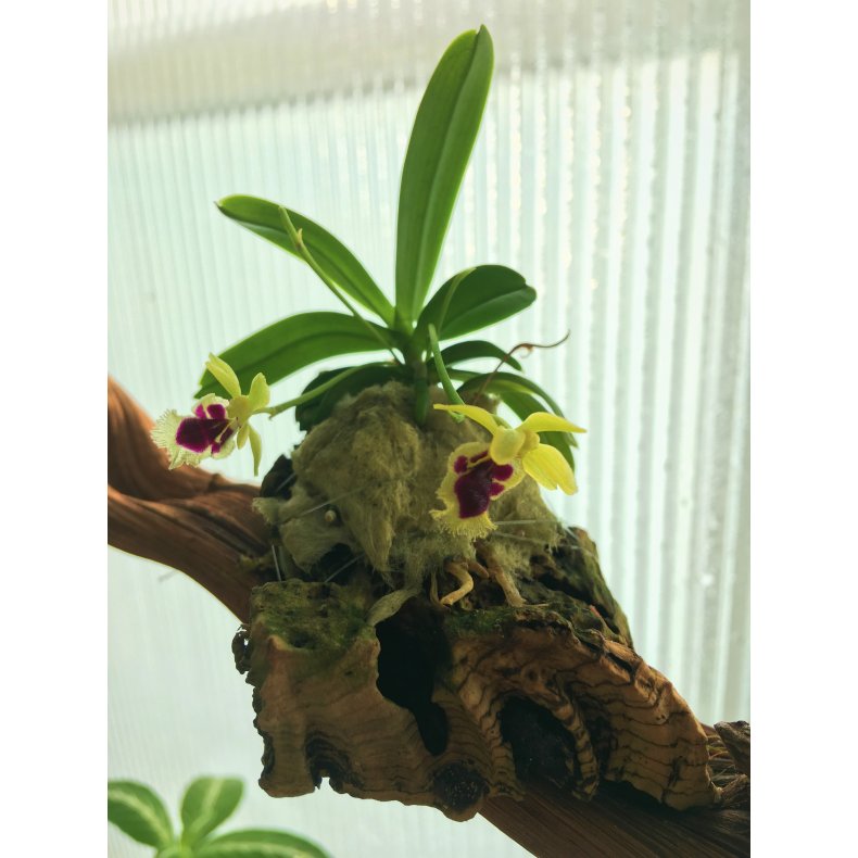 Haraella odorata/retrocalla