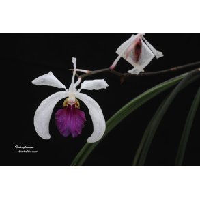 Holcoglossum kimbalianum (Vanda)