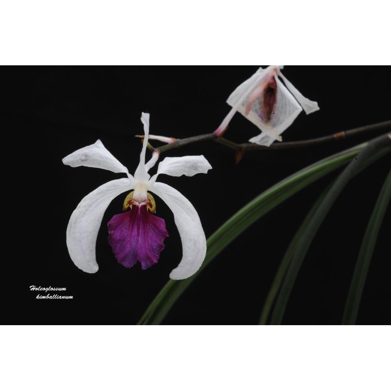Holcoglossum kimbalianum (Vanda)