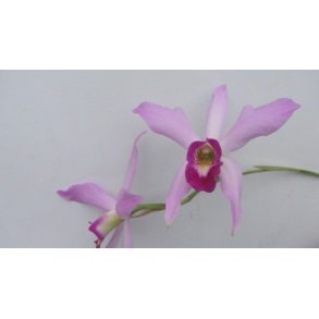 Laelia anceps