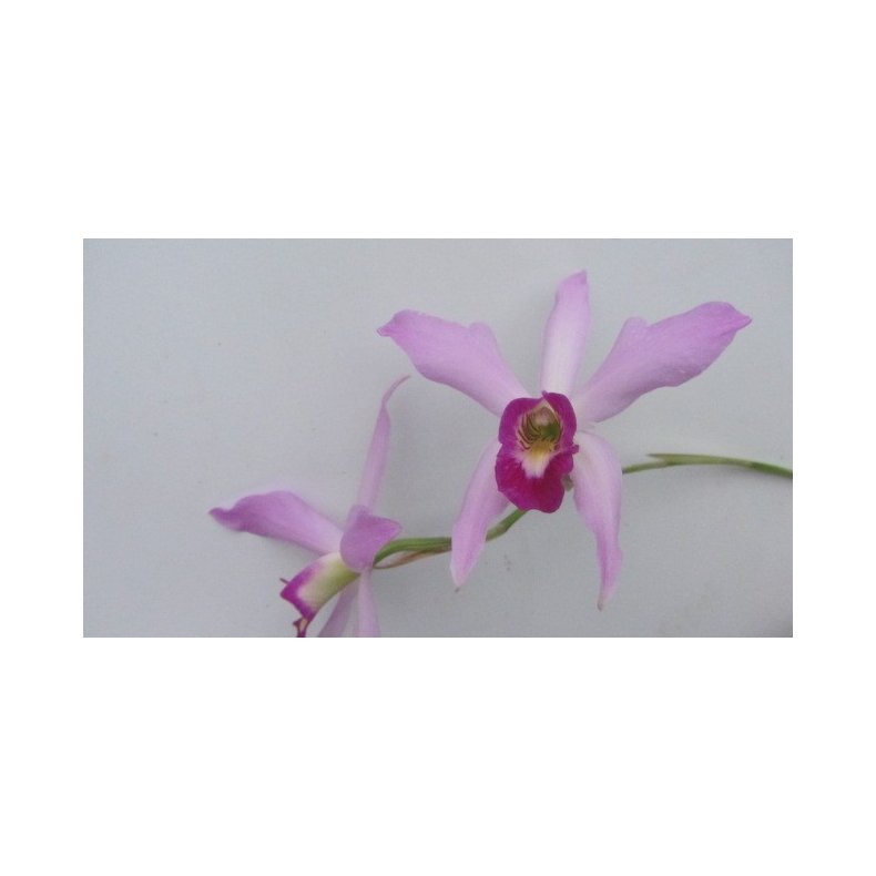 Laelia anceps