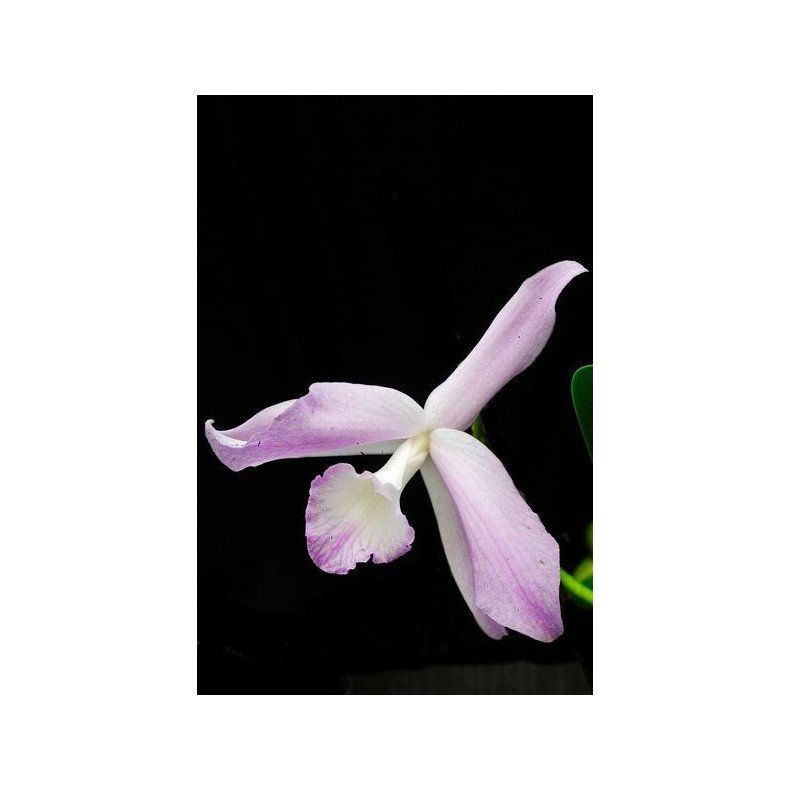Laelia fidelensis