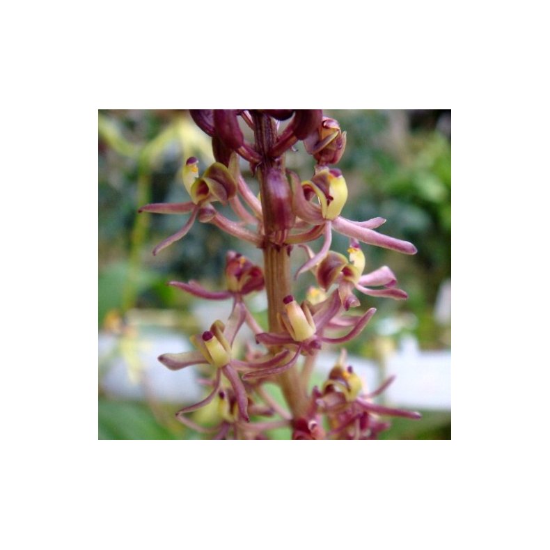 Liparis formosana