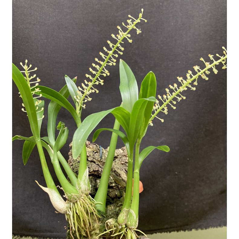Liparis parviflora ( p klods )