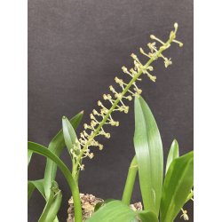 Liparis parviflora ( p klods )