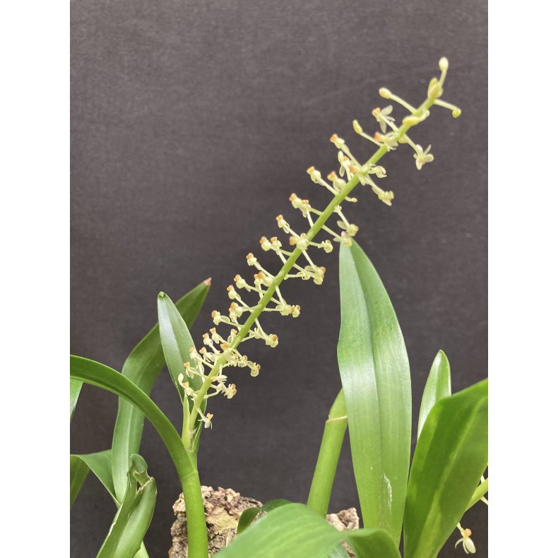 Liparis parviflora ( p klods )