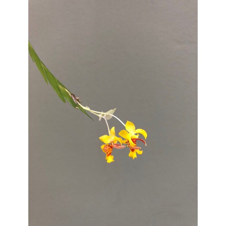 Lockhartia lunifera
