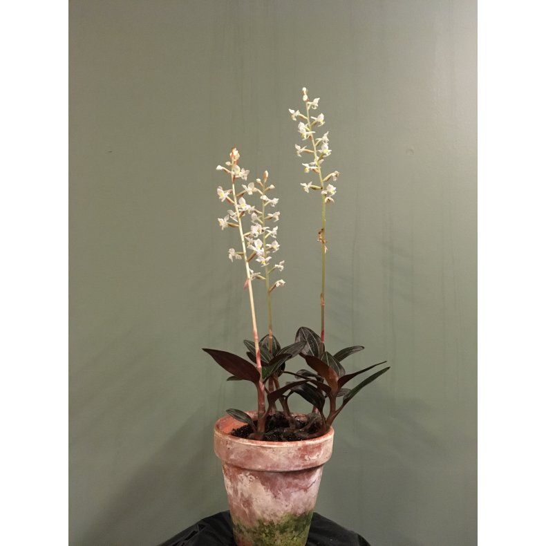 Ludisia discolor