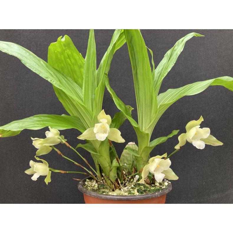 Lycaste angelae x Yokos Sister