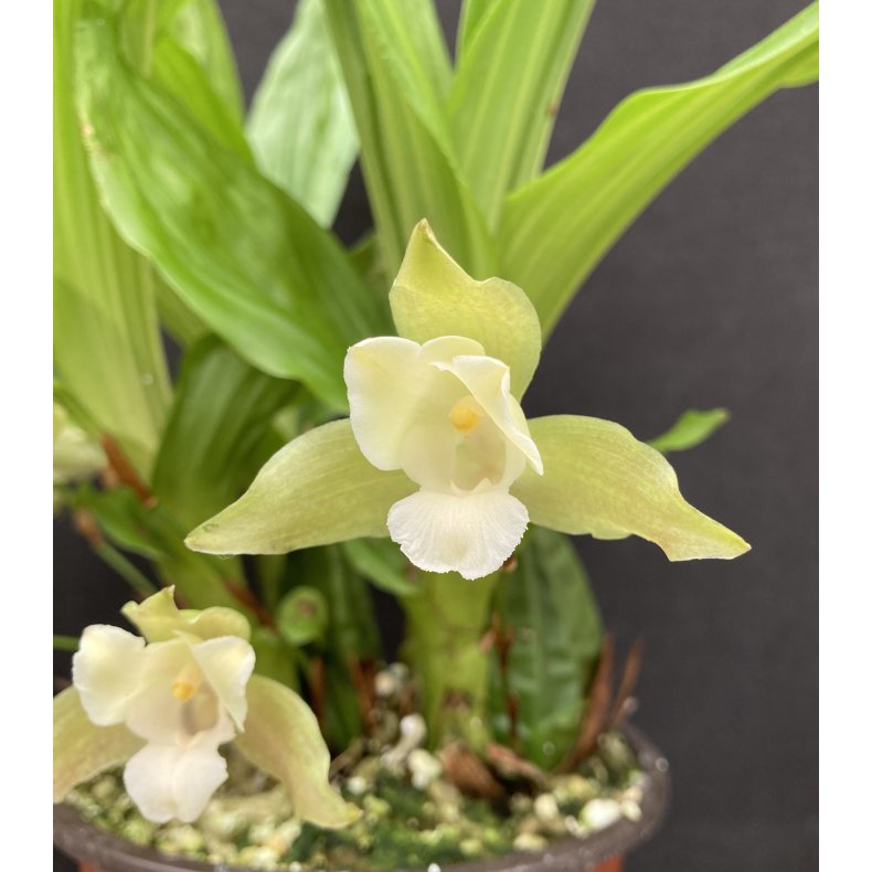 Lycaste angelae x Yokos Sister