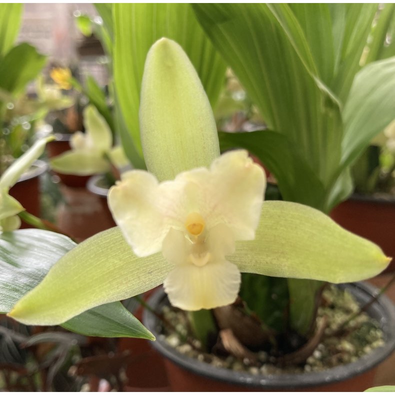 Lycaste angelae x Yokos Sister