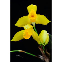 Lycaste aromatica