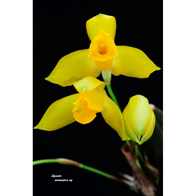 Lycaste aromatica