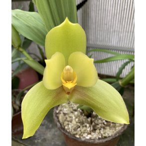 Lycaste cruenta x Ang. clowesii