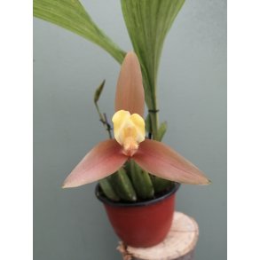 Lycaste lassioglossa