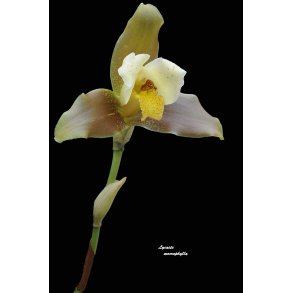 Lycaste macrophylla