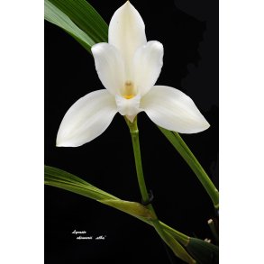 Lycaste skinnerii alba