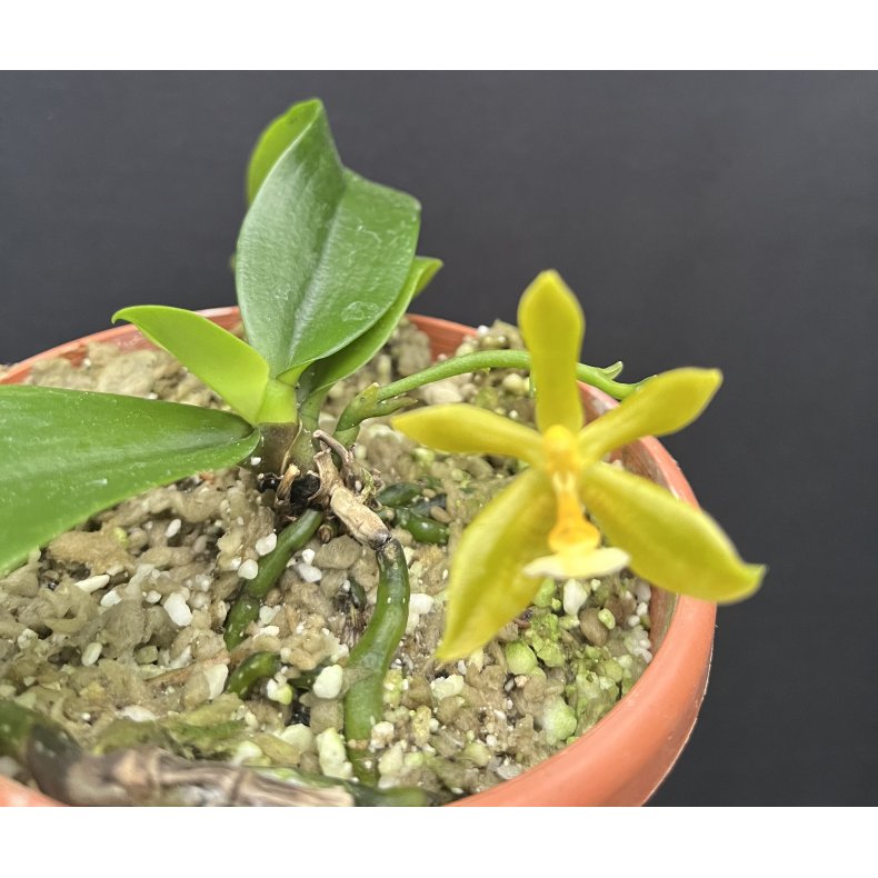Phalaenopsis mannii var. flava - p klods