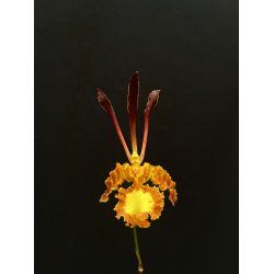 Psychopsis/ Oncidium Mariposa