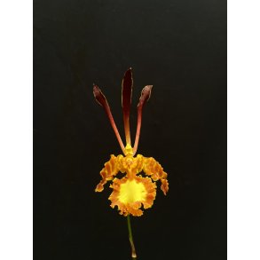 Psychopsis/ Oncidium Mariposa