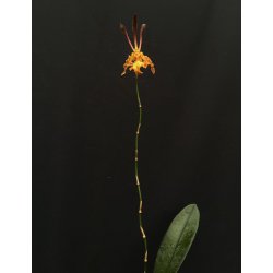Psychopsis/ Oncidium Mariposa